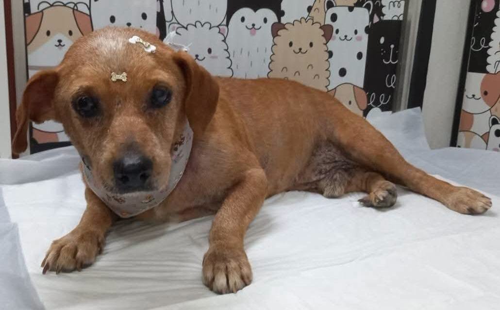 Campanha incentiva adoção de cães idosos e destaca história de superação de Gurizinho em Tuparendi