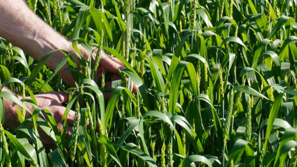 Excesso de chuva preocupa produtores e aumenta risco de doenças nas lavouras de trigo