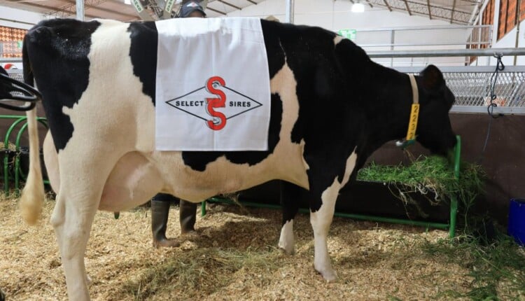 É MUITO LEITE: Vaca quebra recorde histórico e produz 108,7 litros de leite em um único dia; genética e manejo explicam feito