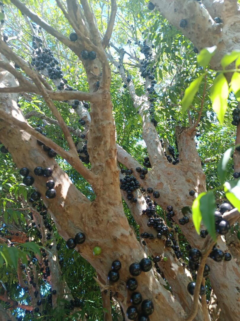 🌳🫐 30 ANOS DE HISTÓRIA E AINDA CHEIA DE FRUTOS! ❤️